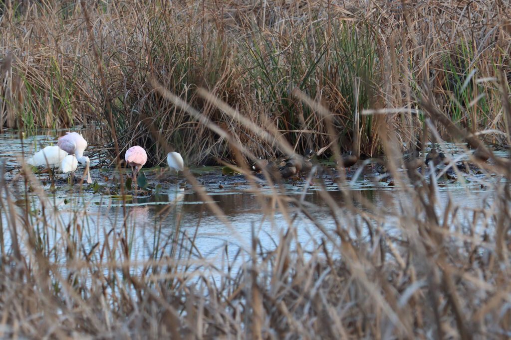 Roseate spoonbills, egrets, and ducks in Mounds Pool 2. Photo by Rob Diaz de Villegas.