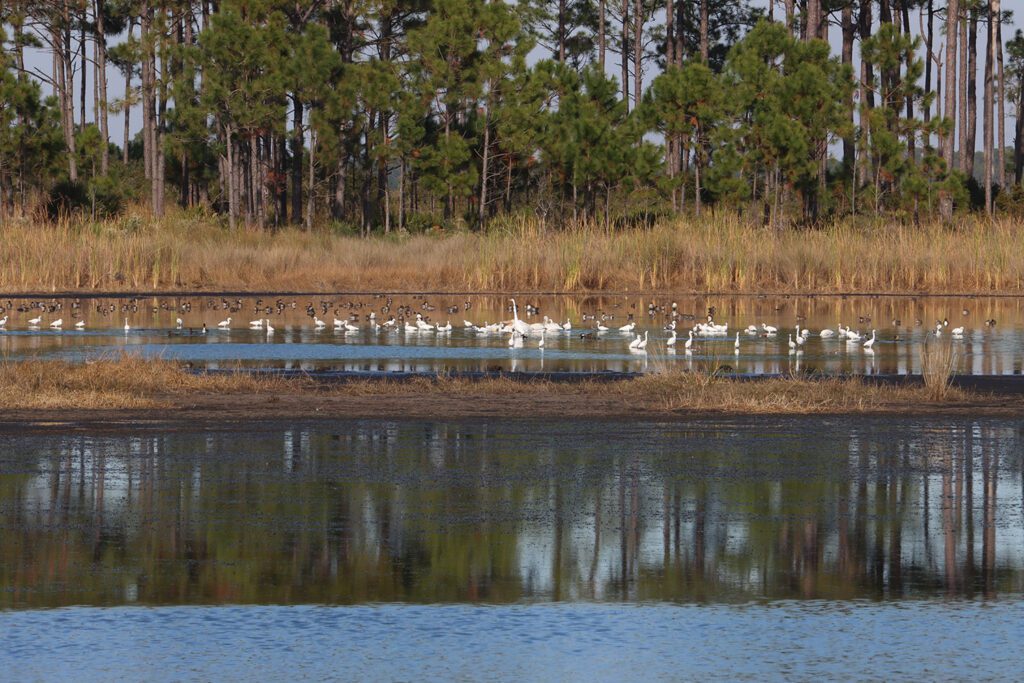 White pelicans surrounded by egrets and several dozen migratory ducks in Mounds Pool 3 of the St. Marks National Wildlife Refuge.