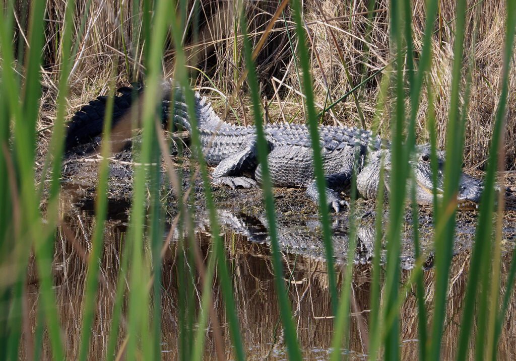 Alligator suns itself on a mud bank by Mounds Pool 3 at the St. Marks National Wildlife Refuge