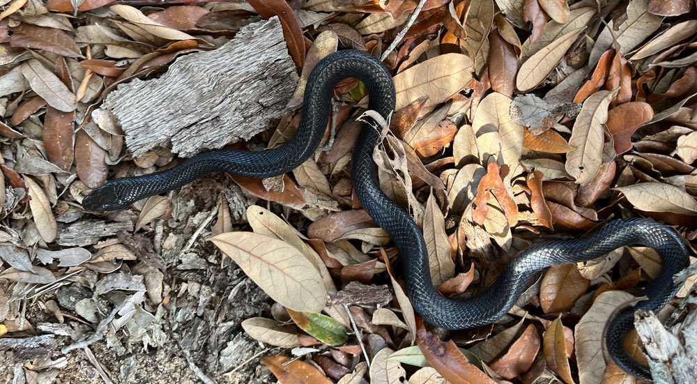 Indigo snake hatchling found near Alum Bluff. Photo by Michelle Hoffman, Orianne Center for Indigo Conservation.