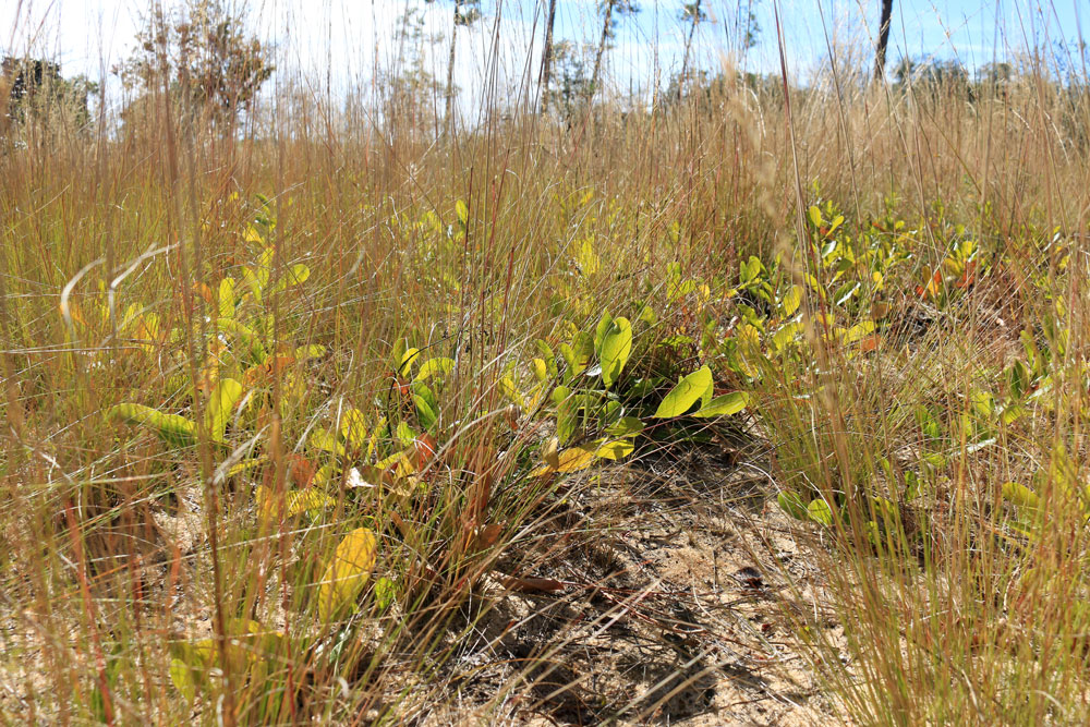A closer look at the grassy understory we see in the photos above. Among the grasses near the ABRP Education Center, the small shrubs are gopher apple, a primary food for gopher tortoises.