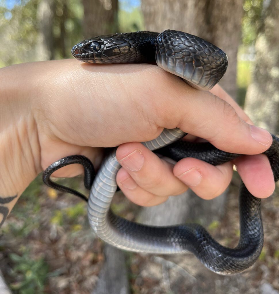 Michelle Hoffman holds a hatchling indigo snake. Photo courtesy Michelle Hoffman, Orianne Center for Indigo Conservation - Central Florida Zoo.