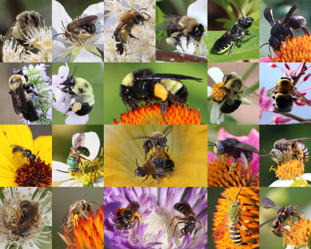 Types of Honey Bees - Carolina Honeybees