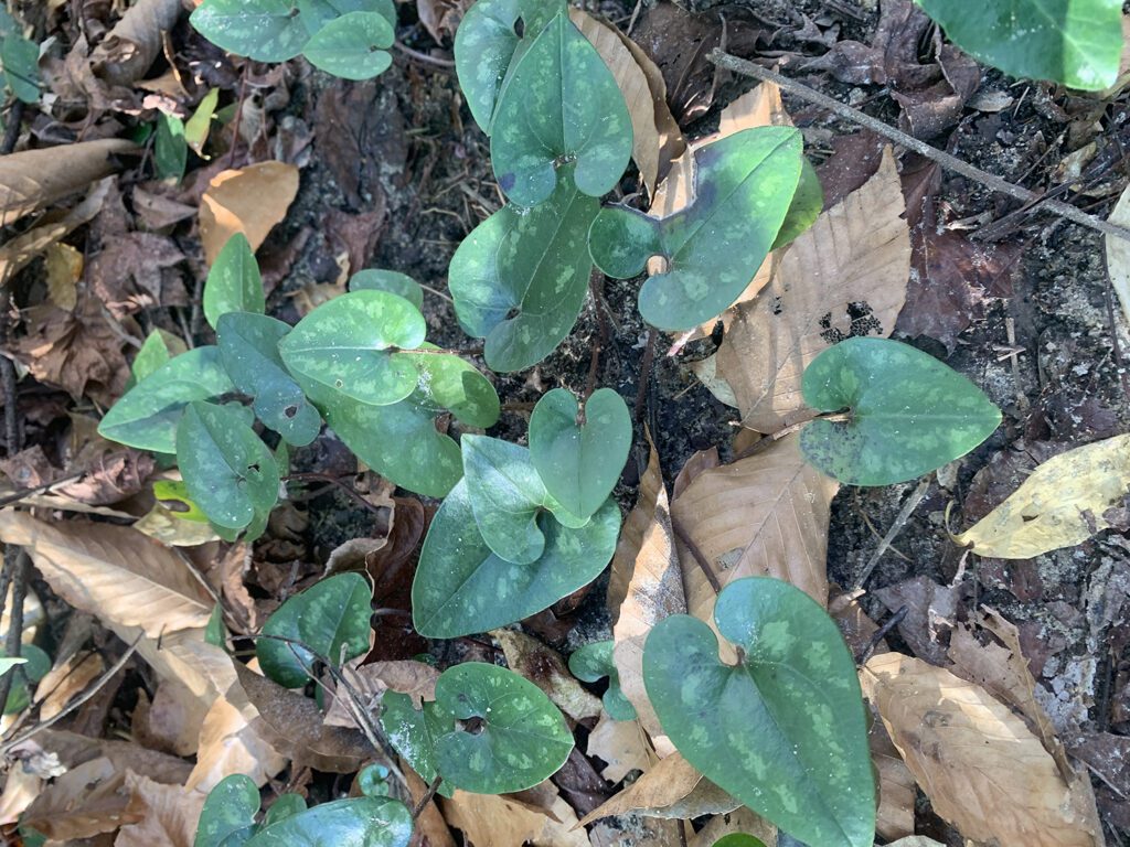 The mottled leaves of little brown jugs (Asarum arifolium) hug the ground on ravine slopes.