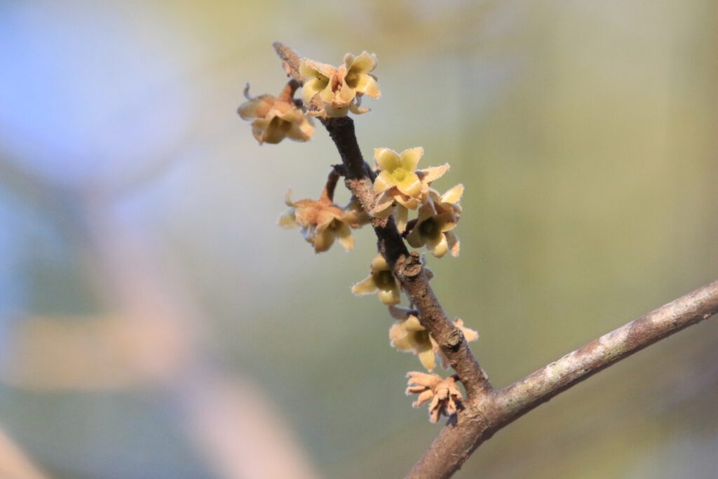The flowers of common witch-hazel (Hamamelis virginiana) after losing most of their petals.