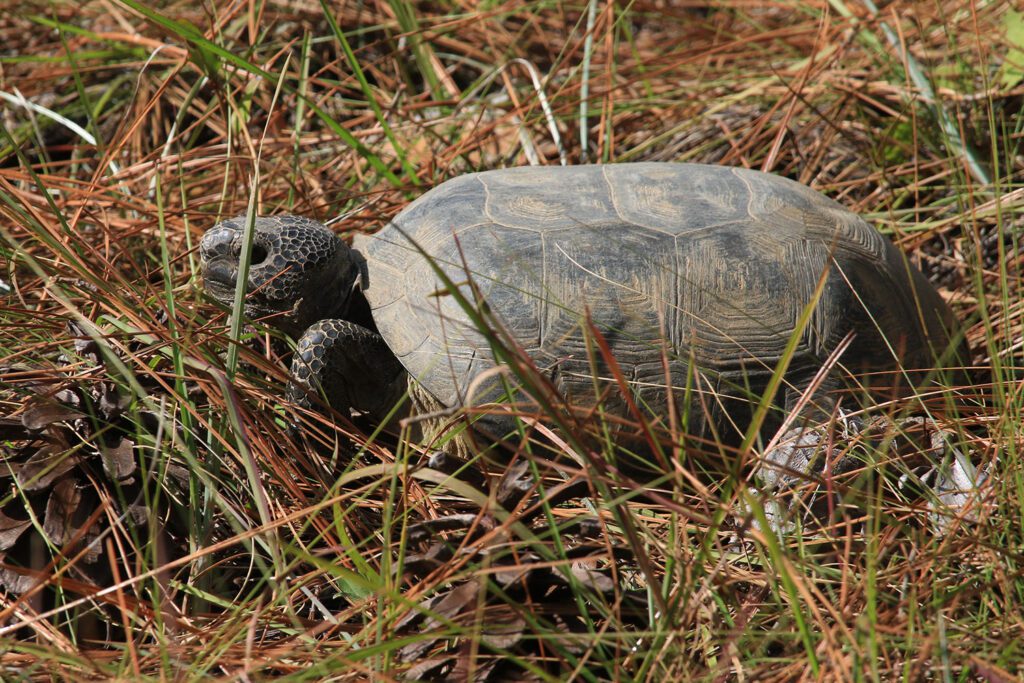 A gopher tortoise I saw while searching for rare bees in the Munson Sandhills. The Florida Natural Areas Inventory tracks this as a species of interest on iNaturalist.