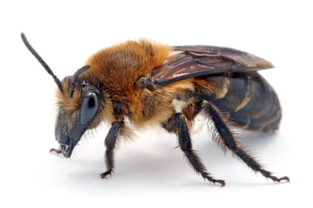 Sandhills cellophane bee (Colletes ultraviridus). Image courtesy Dave Almquist, Florida Natural Areas Inventory.