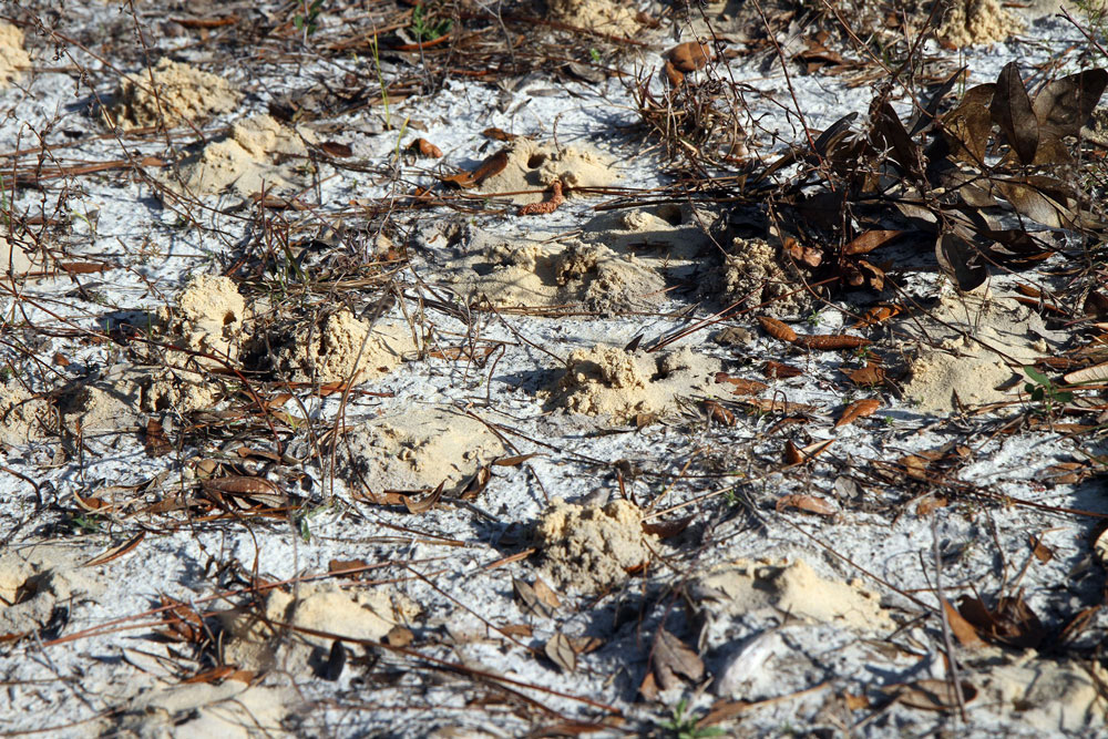 Sandhills cellophane bee nests on a sandhill. Image courtesy Dave Almquist, Florida Natural Areas Inventory.