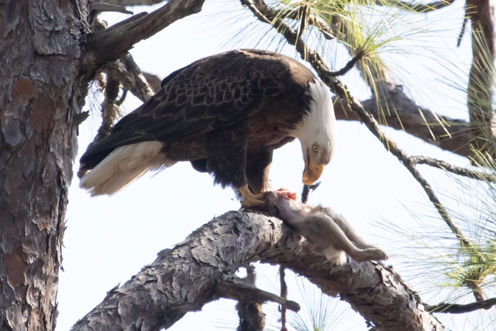 A bald eagle perches in a longleaf pine tree, eating a rabbit.