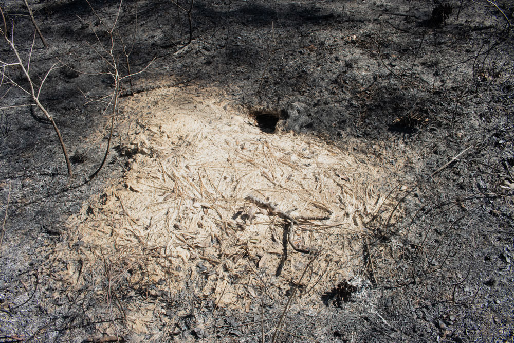Gopher tortoise burrow just after a prescribed fire. This is a potential hiding space during a fire.