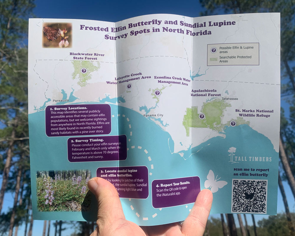 Pamphlet produced by Tall Timbers Research Station and Land Conservancy for the frosted elfin project.