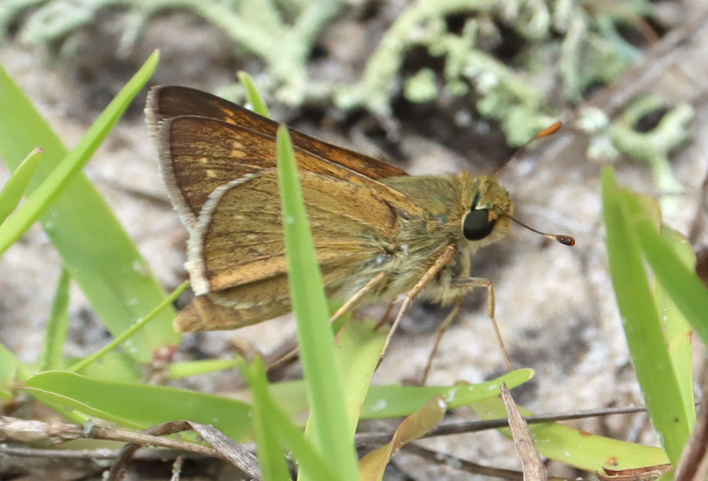 Seminole skipper (Hesperia attalus ssp. slossonae) in the Munson Sandhills, April 2023. The butterfly is listed as vulnerable in Florida and is either listed or has disappeared from every state in its range.