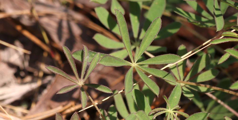 The distinctive leaves of sundial lupine.