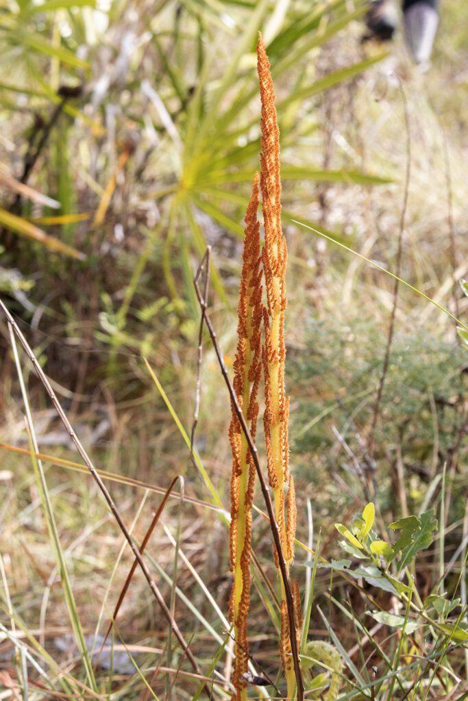Cinnamon fern (Osmundastrum cinnamomeum).