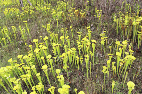 An abundance of yellow pitcher plants.