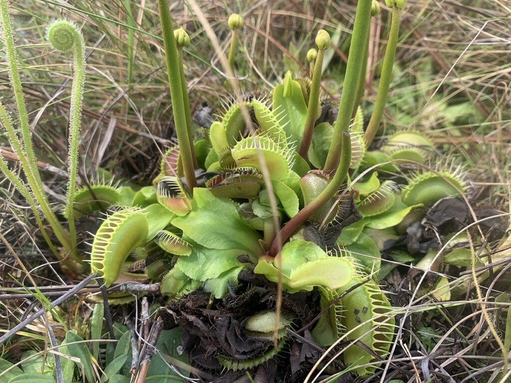 Venus flytrap (Dionaea muscipula), growing among dewthreads.