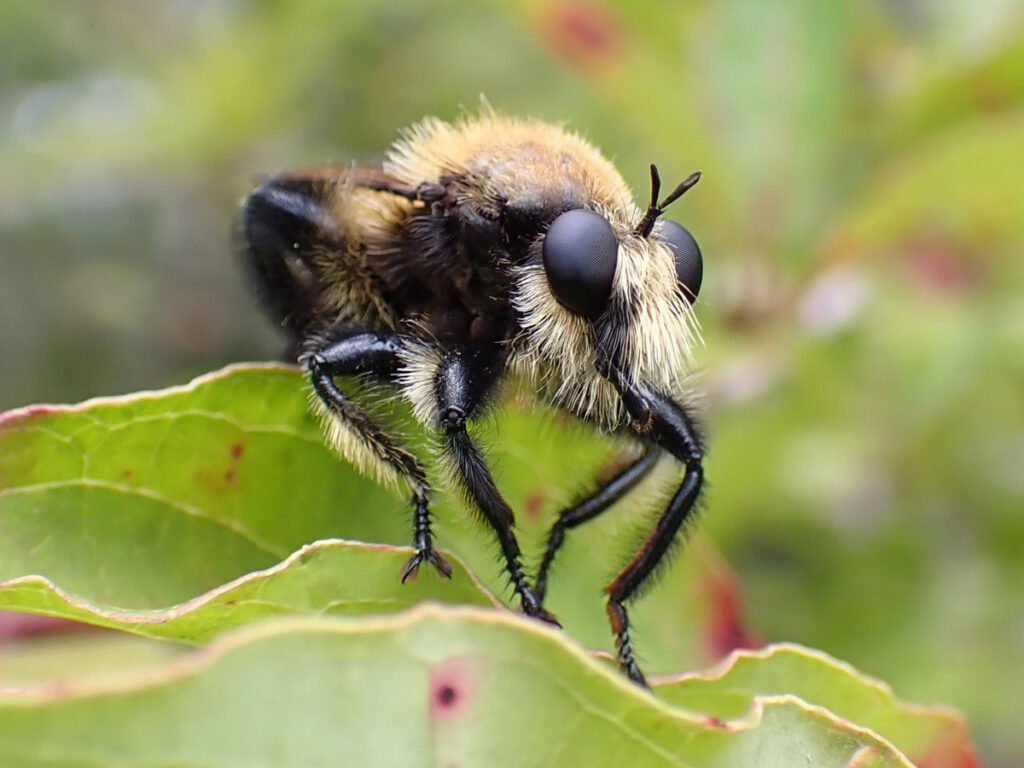 Laphria apila, a bee-mimic robber fly.