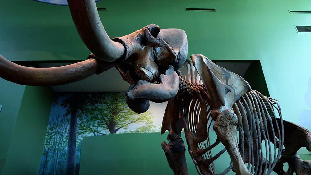 A full columbian mammoth skeleton at the Florida Museum of Natural History. Imagine a herd of these moving through a longleaf pine habitat.