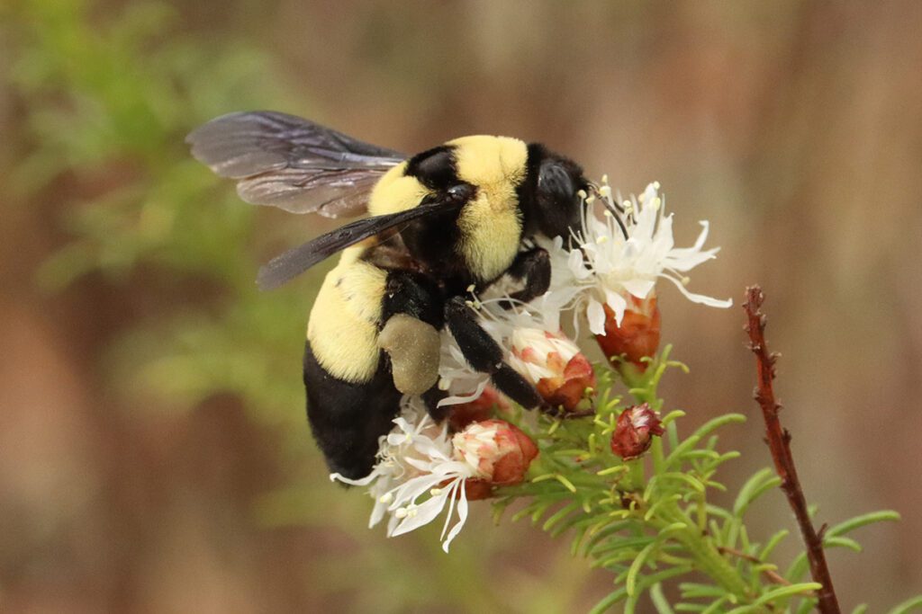 The southern plains bumblebee (Bombus fraternus) is not a specialist, but it is globally endangered. I found it while looking for a bee that specializes on this flower, called summer farewell (Dalea pinnata).