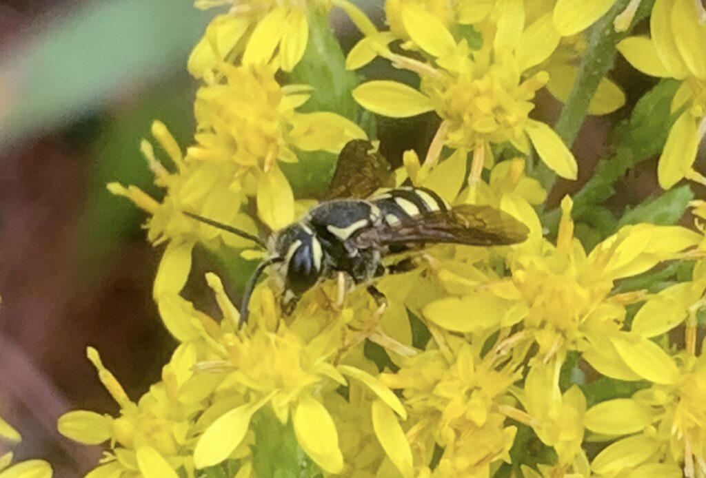 A southeastern sunflower burrowing-resin bee (Paranthidium jugatorium ssp. lepidum) visits goldenrod flowers.