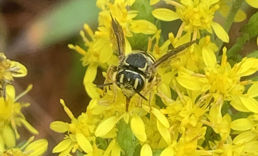 Southeast sunflower burrowing-resin bee on goldenrod.